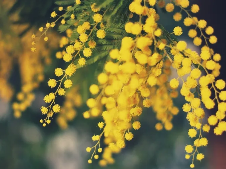 Mimosa