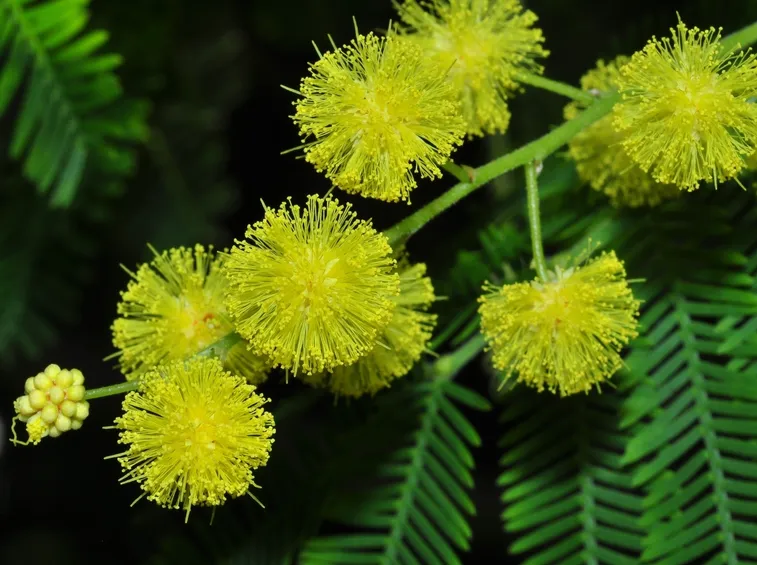 particolare acacia dealbata