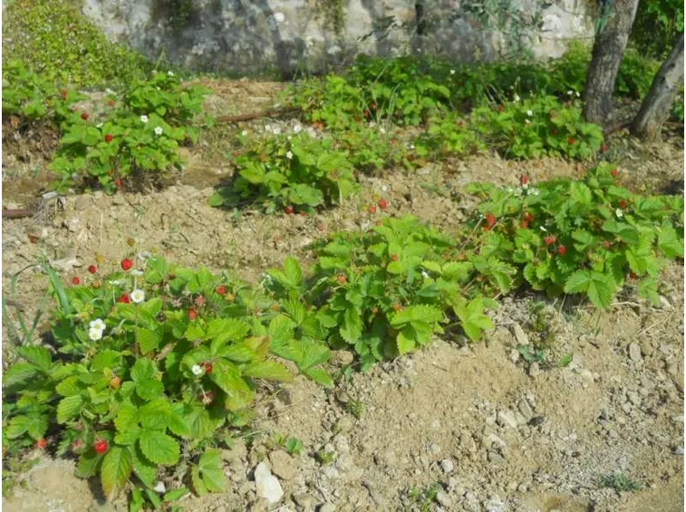 fragoline