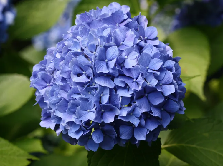 hydrangea-macrophylla