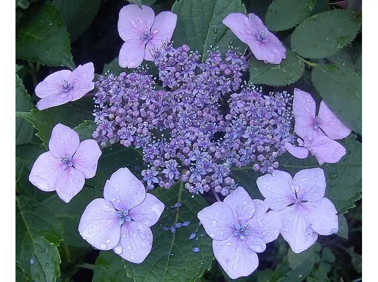 Ortensia