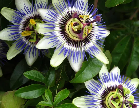 Passiflora