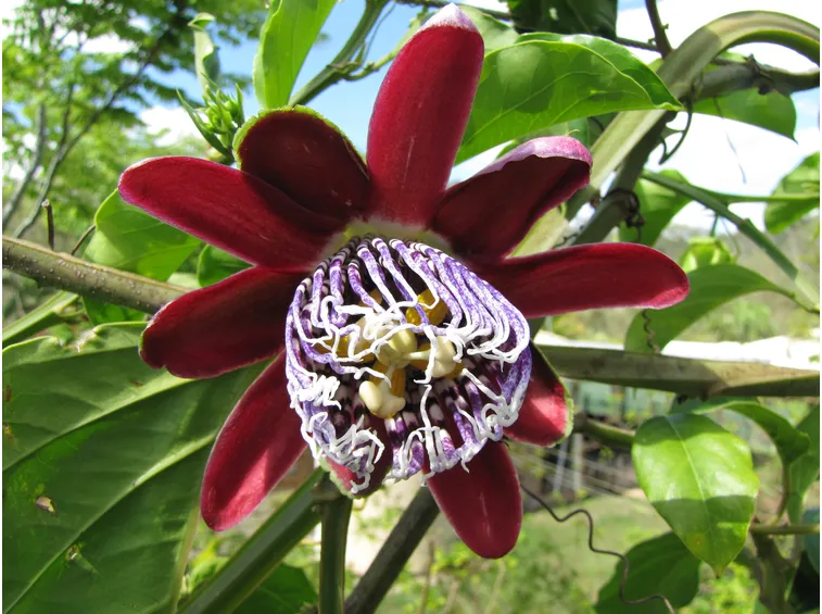 Passiflora