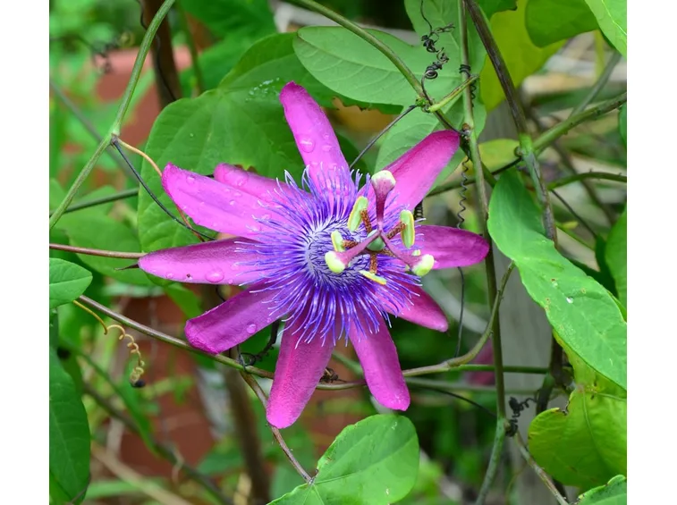 Passiflora