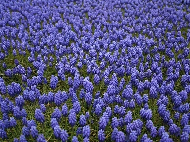 piante perenni