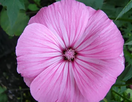 Petunia