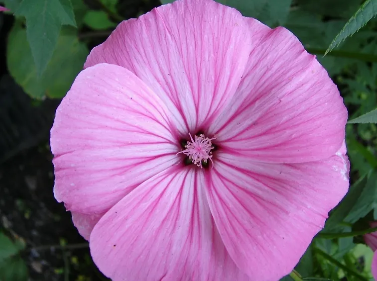 Petunia