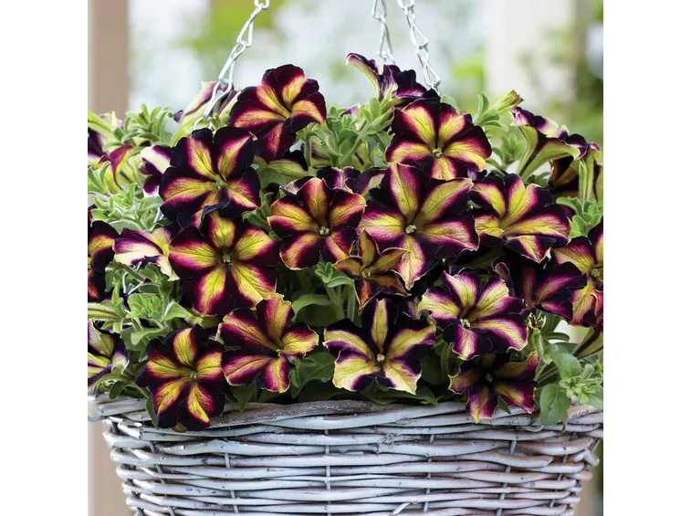 Petunia