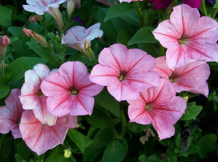 Petunia