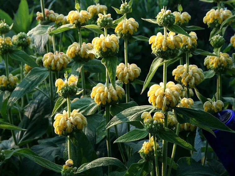 Phlomis 