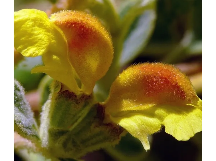 Phlomis 