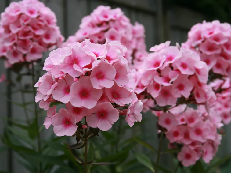 phlox paniculata