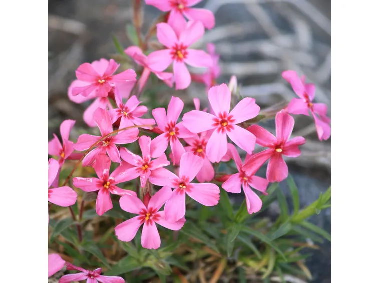 Flox  