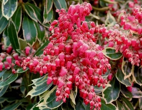 Pieris