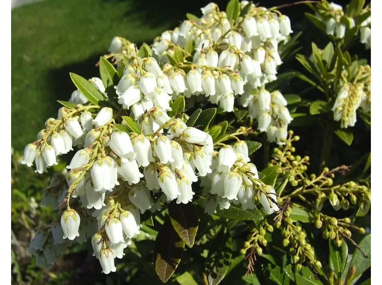 pieris