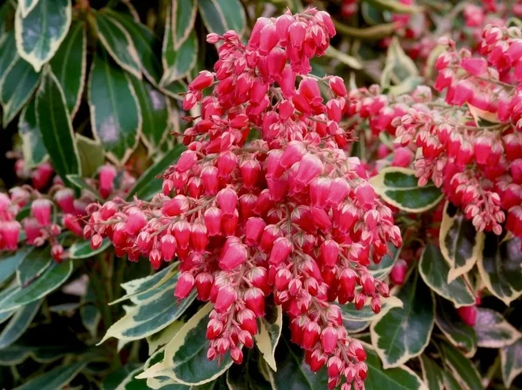 Pieris