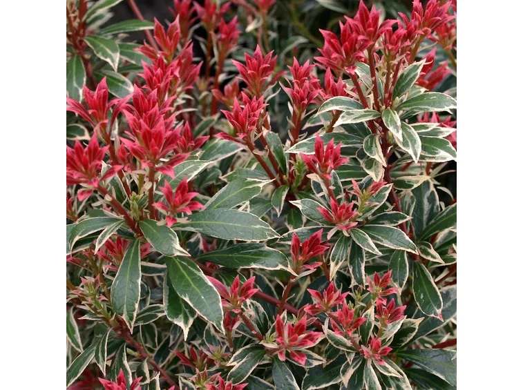 Pieris