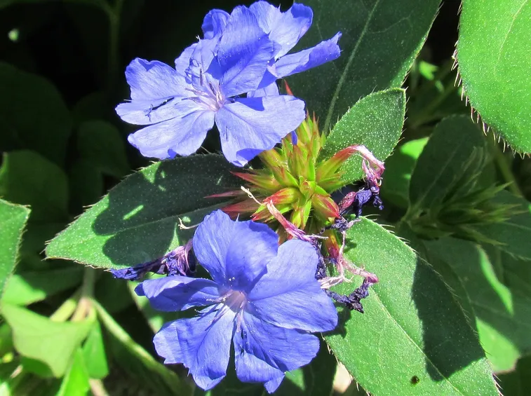 plumbago larpentae