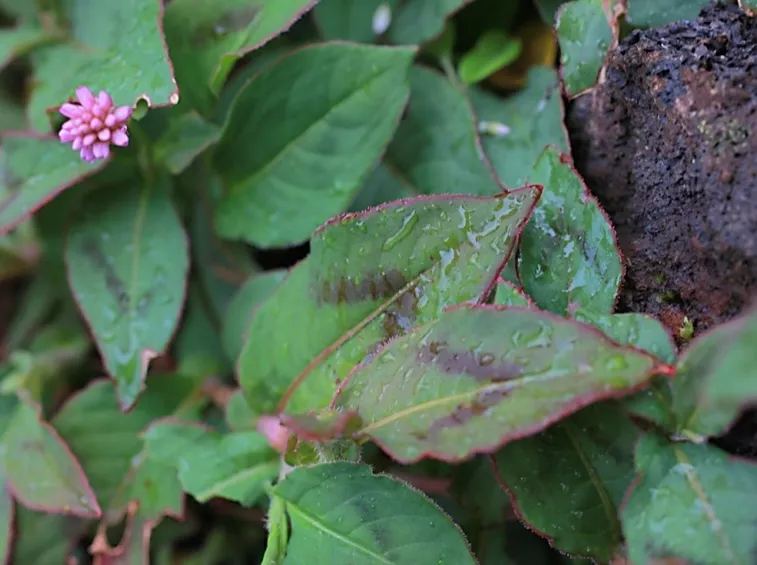 poligonum
