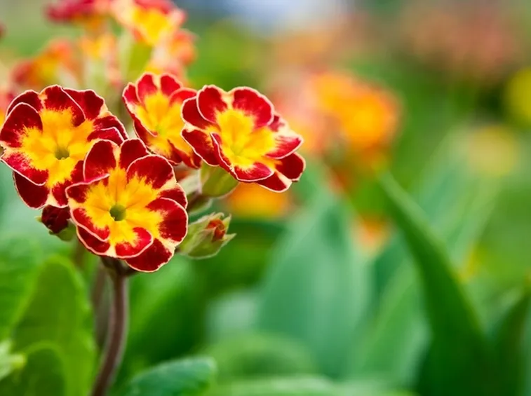 primula 