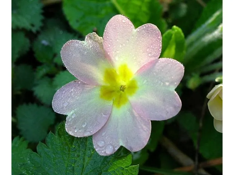 primula rosea