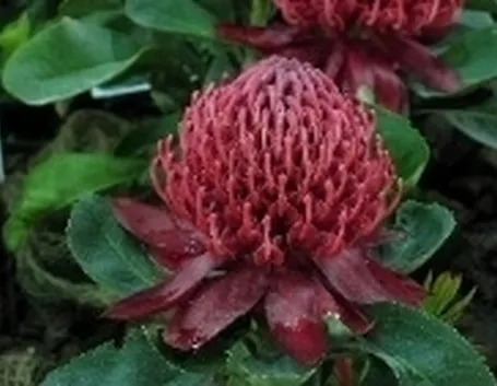 proteaceae