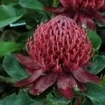 proteaceae