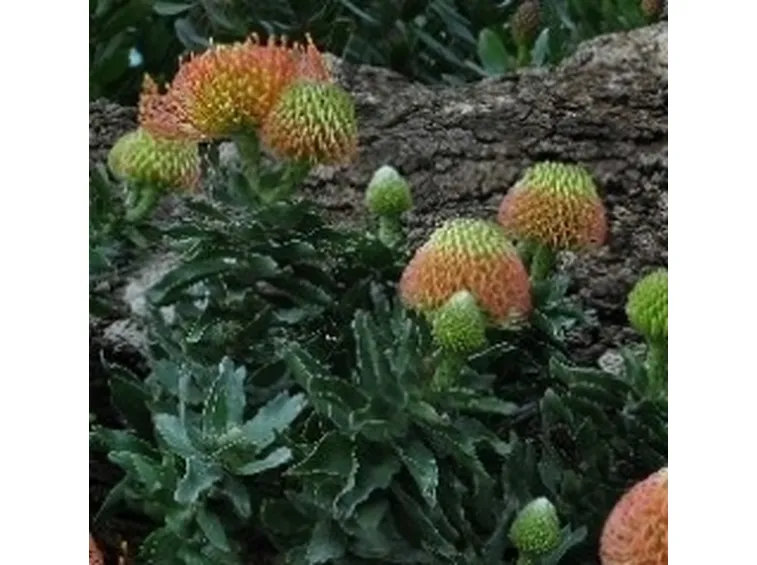 proteaceae