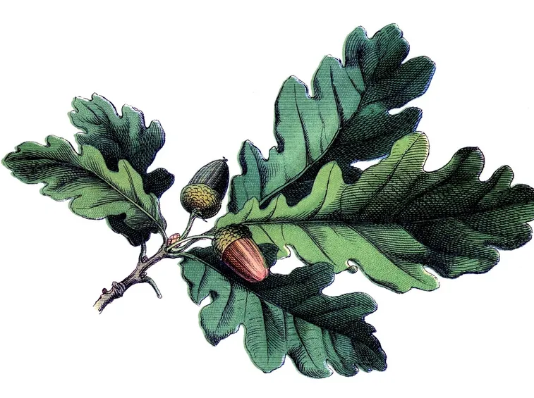 Ghianda