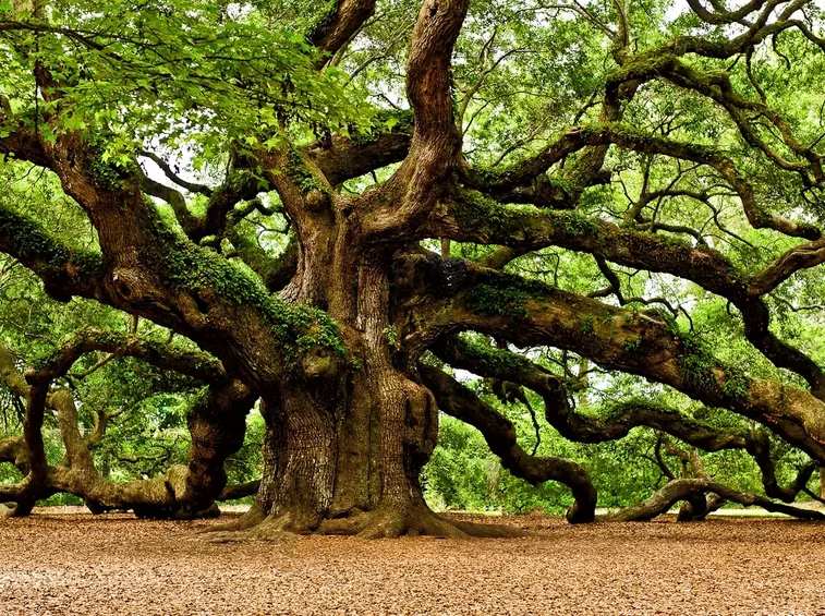 Quercia - albero