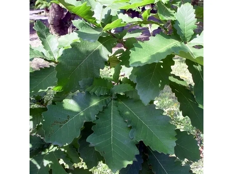 quercus dentata habit