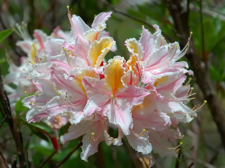 Rododendro  