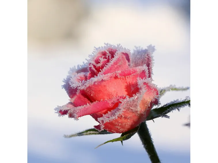 Rosa  