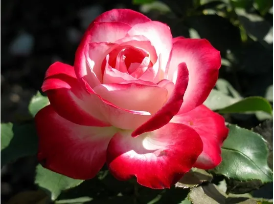 Rosa  floriunda