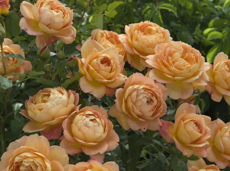 rosa ibridi di tea