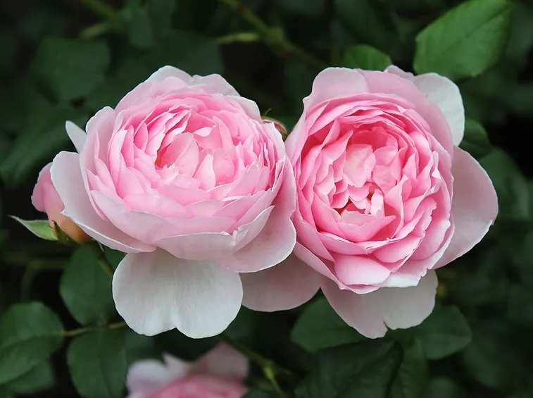 Rose david austin