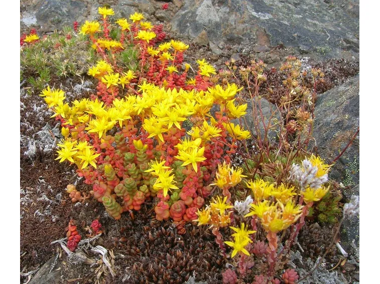 Sedum 
