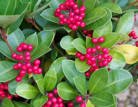 Skimmia
