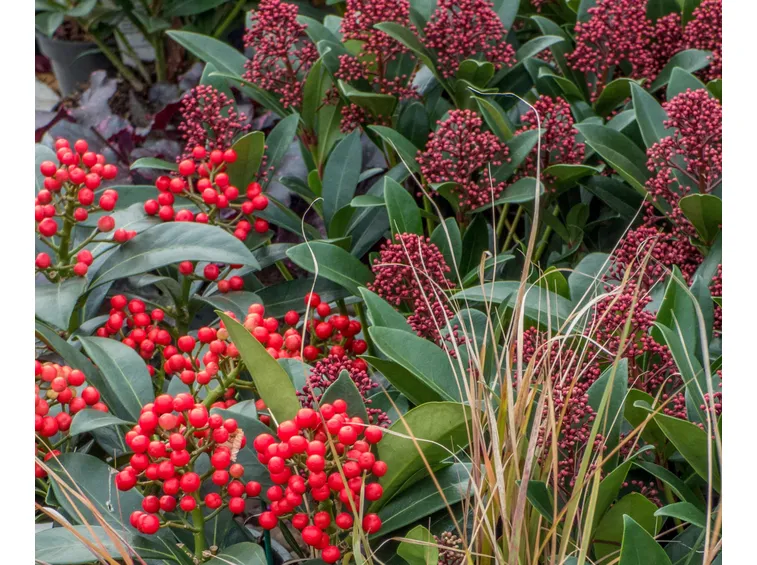 skimmia