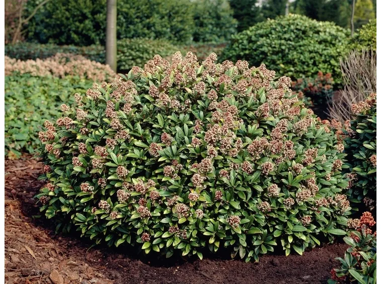 skimmia