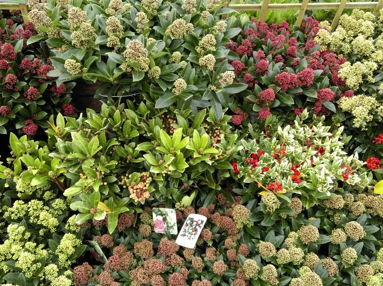 Skimmia