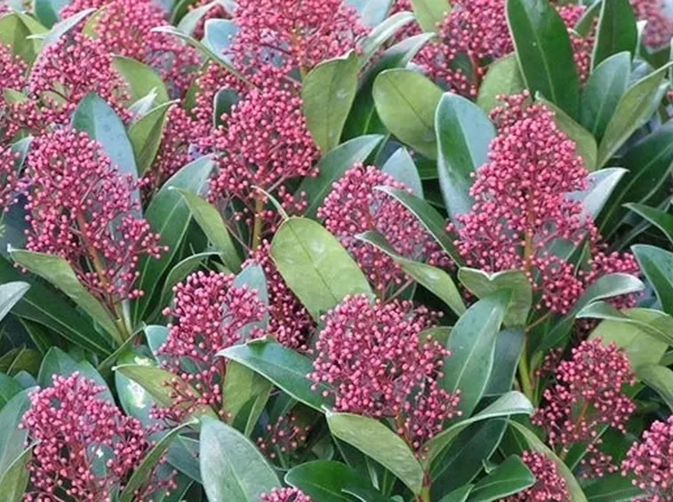 Skimmia