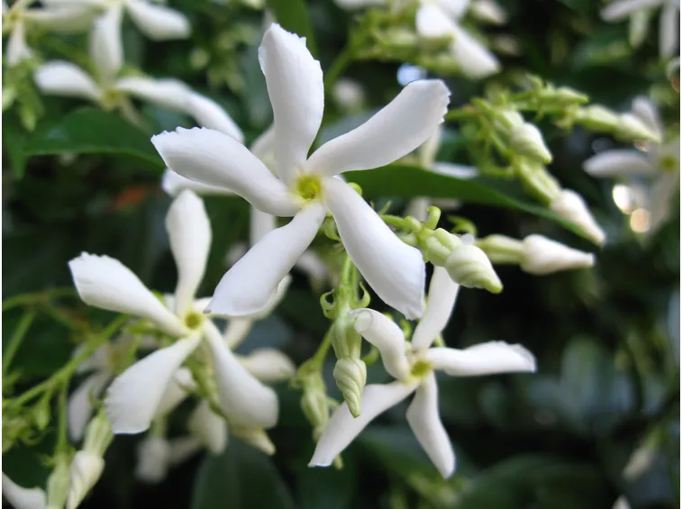 Gelsomino fiori