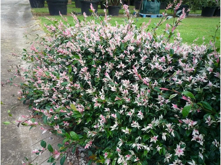 T. tricolour