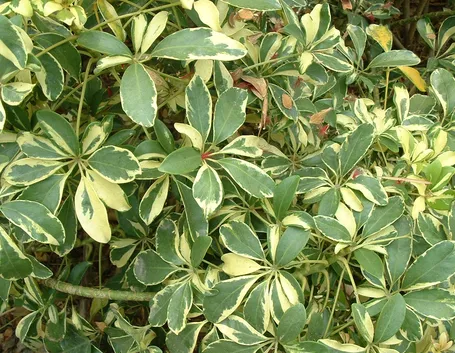 Foglie variegate