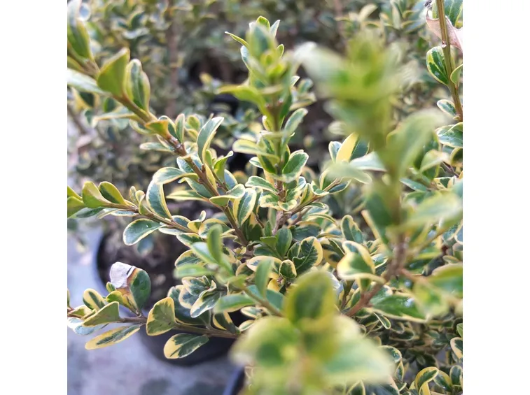 pianta succulenta