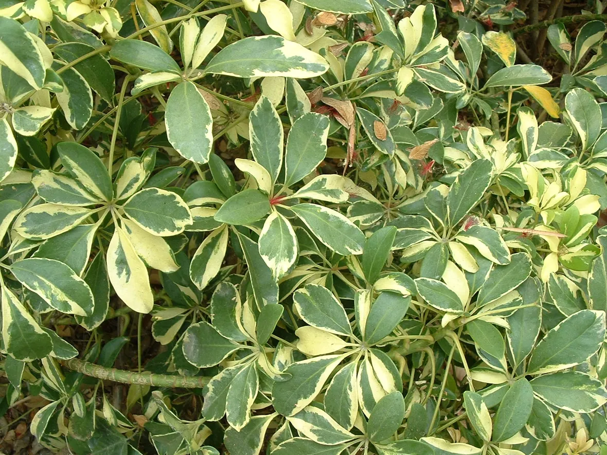 Foglie variegate