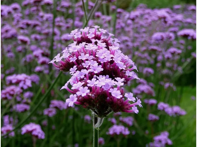 verbena