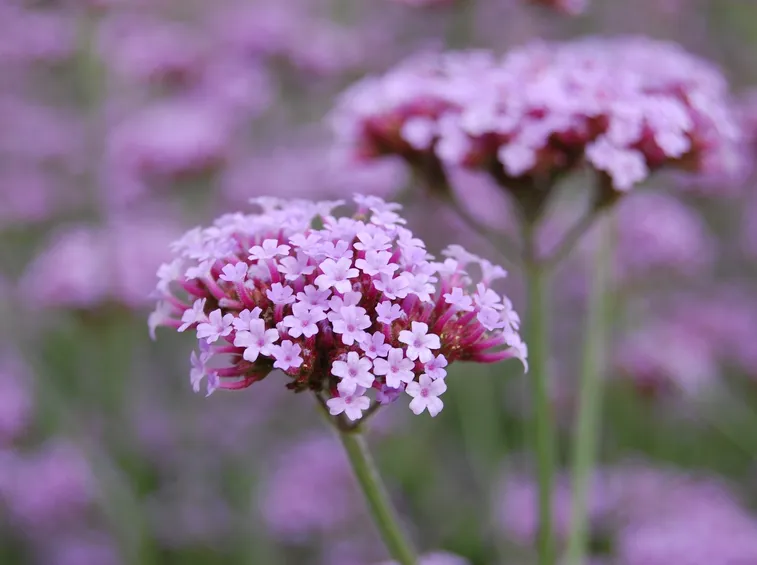 Verbena  