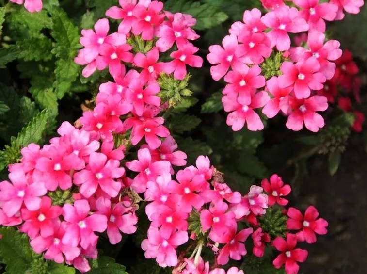 Verbena  